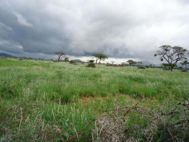Oromia Pastoralists Honoured at Equator Prize